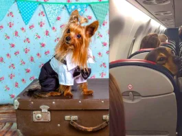 Pet Travel Rules : What are the rules for taking pets in flights and trains, know here the guidelines of Railways and Airlines