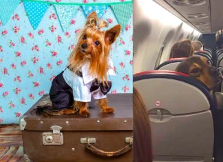 Pet Travel Rules : What are the rules for taking pets in flights and trains, know here the guidelines of Railways and Airlines