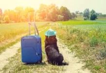 Flying with Fluff: The Ultimate Pet-Parent Flight Survival Guide