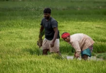 PM Kisan 23rd Installment Live: Direct Link and Step-by-Step Guide to Check Your ₹2,000 Status